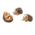 Miniature Hedgehog Set