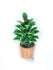 Choice of Artificial Philodendron or Fern