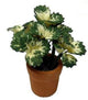 Choice of Miniature Artificial  Coleus Plant