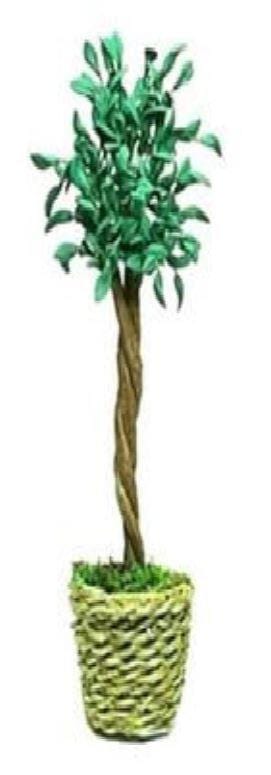 Choice of Miniature Ficus Plant