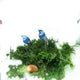 1.25" Eastern Blue Bird Pair