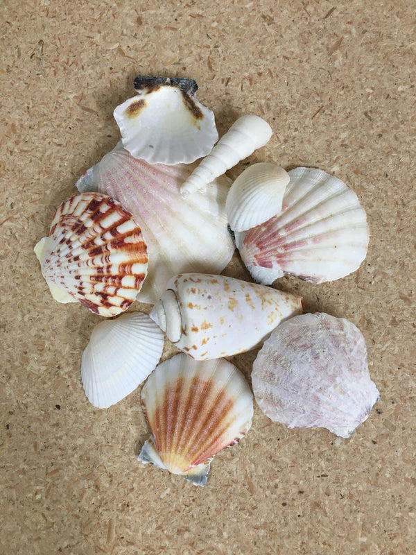 10 Hand Selected Seashells, Various Shaped Seashells for Fairy Gardens and Crafts