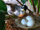 Orange and Gray Bird with Nest and Eggs
