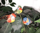 Set of 6 Brightly Colored Artificial  Birds
