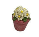 Miniature Resin Daisies in a Pink Pot