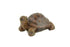 products/turtle.jpg