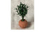 Miniature Dollhouse Ficus Plant in a Round Pot
