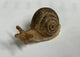 Miniature  Brown Snail Figurine, Fairy Garden Snail