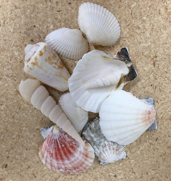 10 Hand Selected Seashells