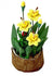 Artificial Miniature Daffodils in a Brown Pot,  Yellow Dollhouse Flowers, Fairy Garden Flower Pot