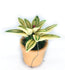 Miniature Variegated Plant Choice