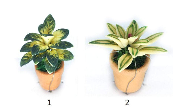 Miniature Variegated Plant Choice
