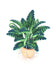 Choice of Artificial Philodendron or Fern