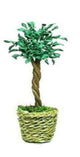 Choice of Miniature Ficus Plant