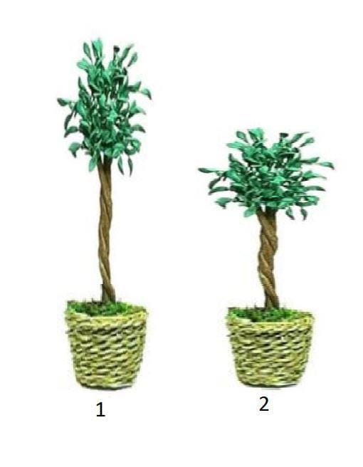 Choice of Miniature Ficus Plant