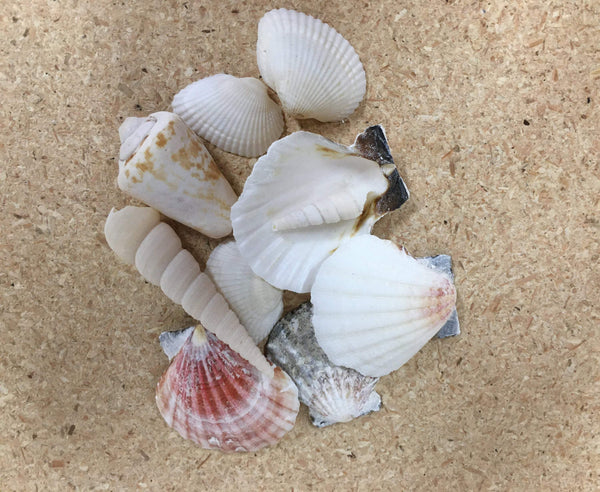 10 Hand Selected Seashells, Various Shaped Seashells for Fairy Gardens and Crafts