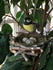 Yellow and Gray Bird with Nest and Spotted Eggs,  Stick Nest with a Clip-on Bird